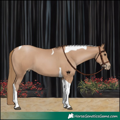 Horse Color:Black Pearl Tobiano 