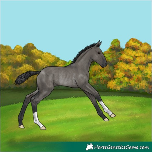 Horse Color:Grullo Rabicano