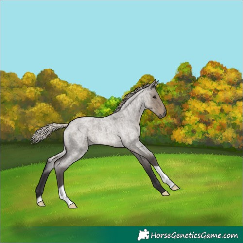 Horse Color:Silver Smoky Grullo Roan