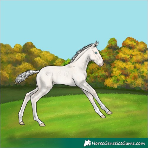Horse Color:Silver Perlino Roan Dun 