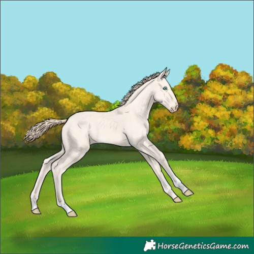 Horse Color:Perlino Dun 