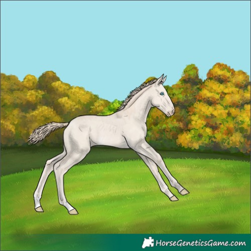 Horse Color:Smoky Creme Dun Rabicano 