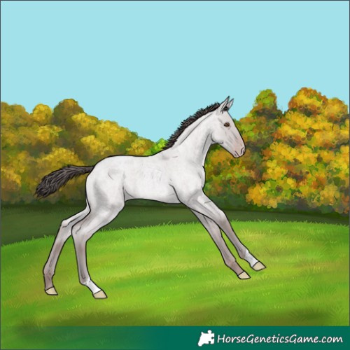 Horse Color:Platinum Classic Champagne Roan Dun