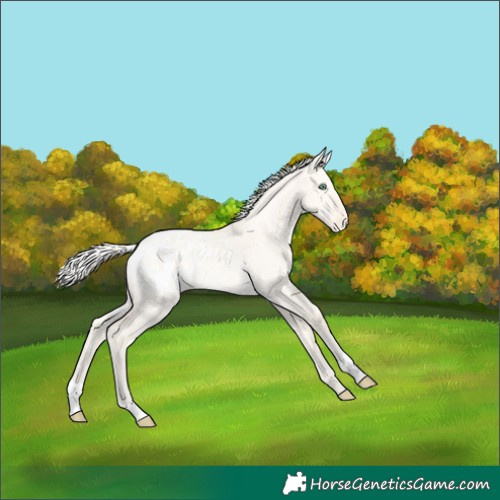 Horse Color:Silver Amber Cream Champagne Dun Varnish Rabicano 