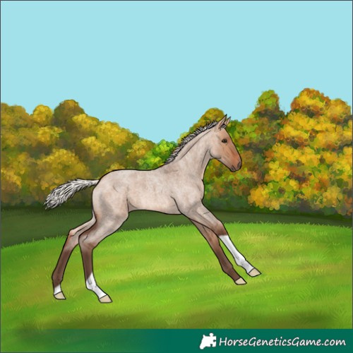 Horse Color:Silver Bay Roan Dun