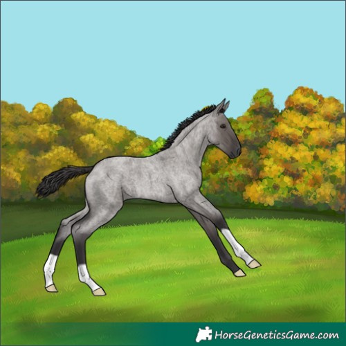 Horse Color:Unknown 