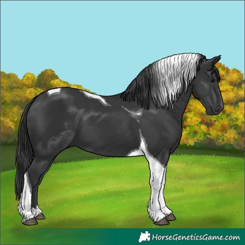 Horse Color:Black Tobiano 