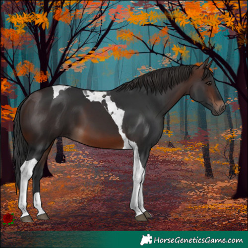 Horse Color:Brown Tobiano