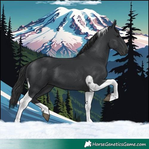 Horse Color:Black Tobiano 