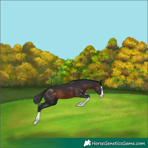 Horse Color:Brown Splash