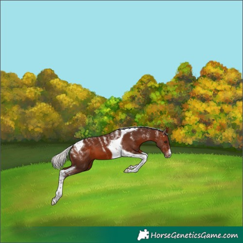 Horse Color:Powder White Silver Brown Tobiano