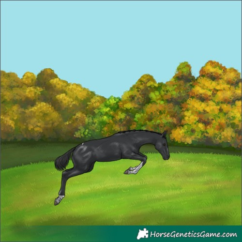 Horse Color:Black Tobiano