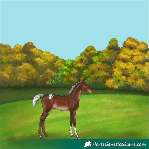 Horse Color:Silver Brown Tobiano Varnish