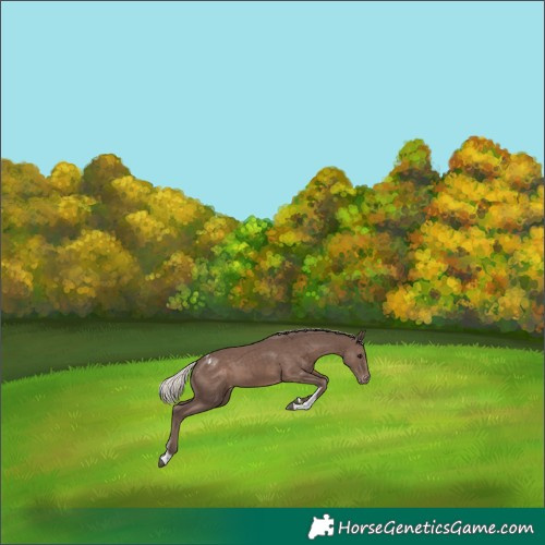 Horse Color:Silver Black Tobiano Varnish