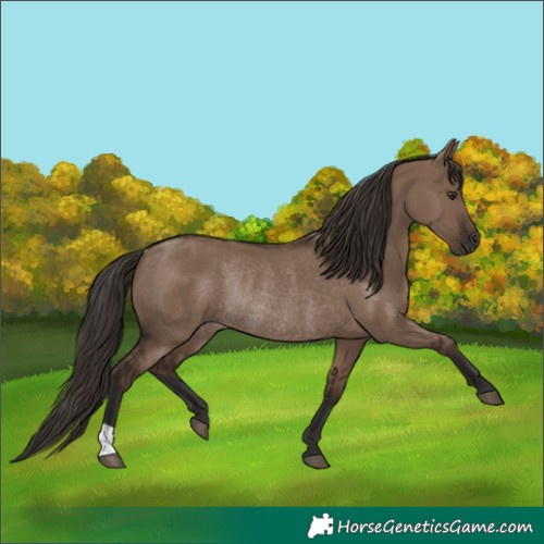 Horse Color:Liver Red Dun Rabicano 