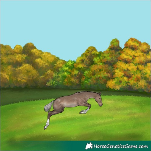 Horse Color:Silver Grullo Tobiano