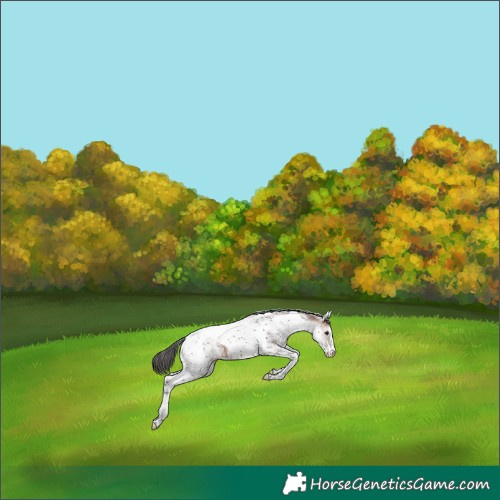 Horse Color:White Spotted Brown Tobiano Varnish