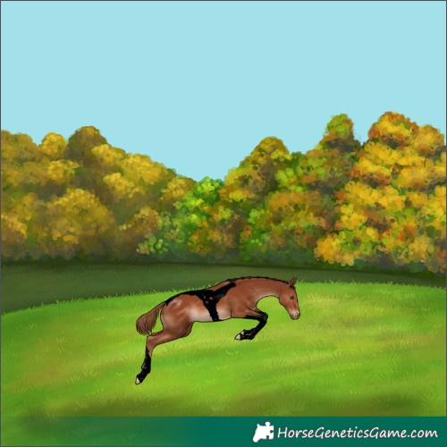 Horse Color:Void Chestnut Tobiano 