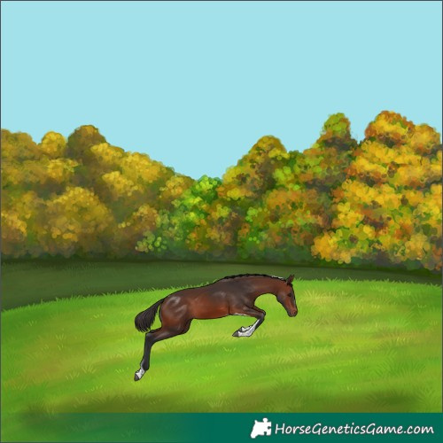 Horse Color:Brown Tobiano