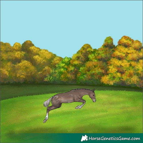 Horse Color:White Spotted Silver Black Tobiano 
