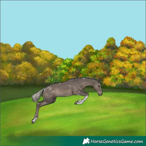 Horse Color:Silver Black Tobiano