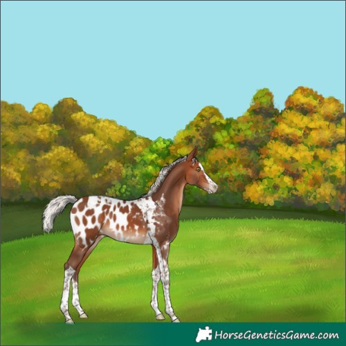 Horse Color:Silver Brown Splash Tobiano Blanket