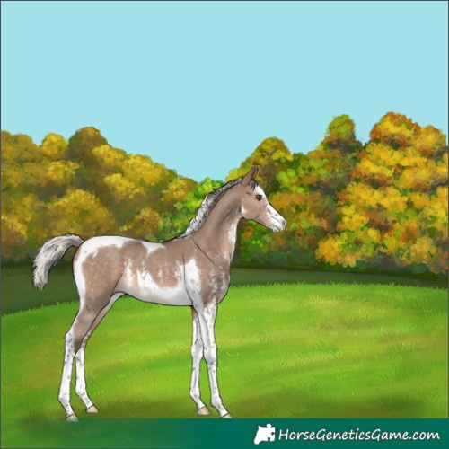 Horse Color:Silver Brown Dun Sabino Tobiano
