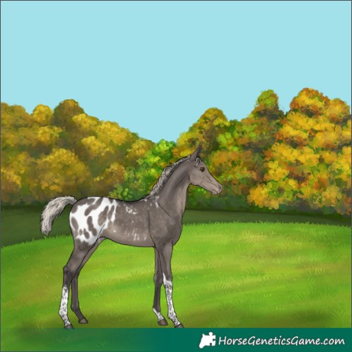 Horse Color:Silver Smoky Grullo Tobiano Blanket 