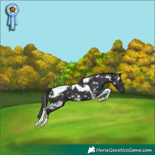 Horse Color:White Spotted Black Tobiano 