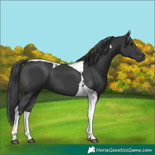 Horse Color:Black Tobiano