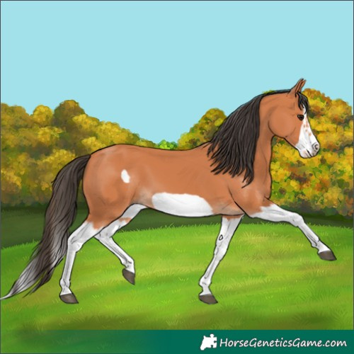 Horse Color:Bay Splash Frame 