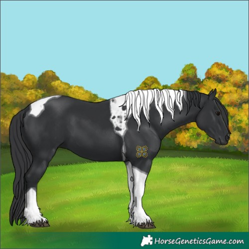 Horse Color:Black Tobiano
