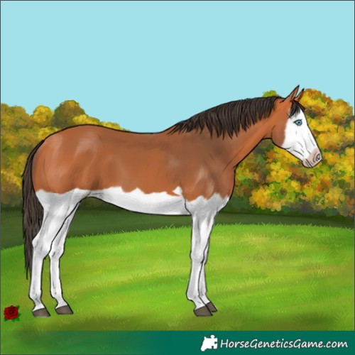Horse Color:Bay Splash Frame