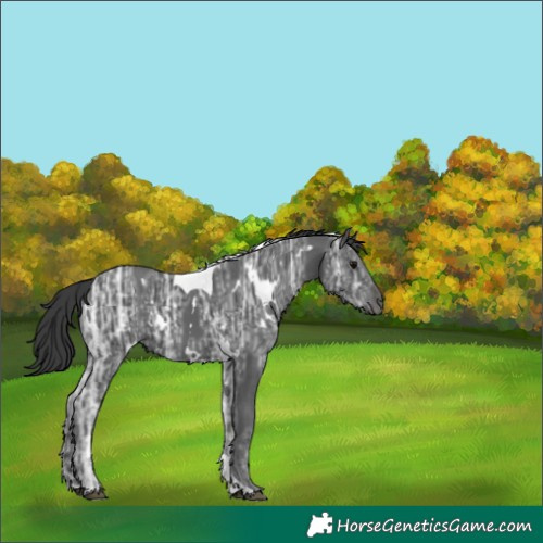 Horse Color:White Spotted Black Ice Tobiano