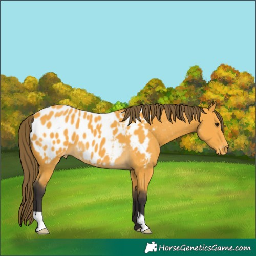 Horse Color:Buckskin Blanket