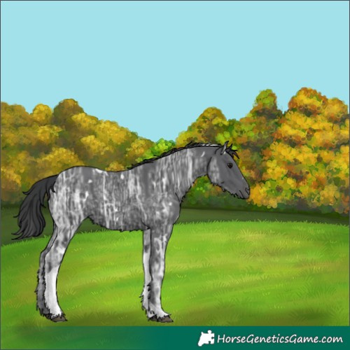 Horse Color:White Spotted Black Ice Tobiano 