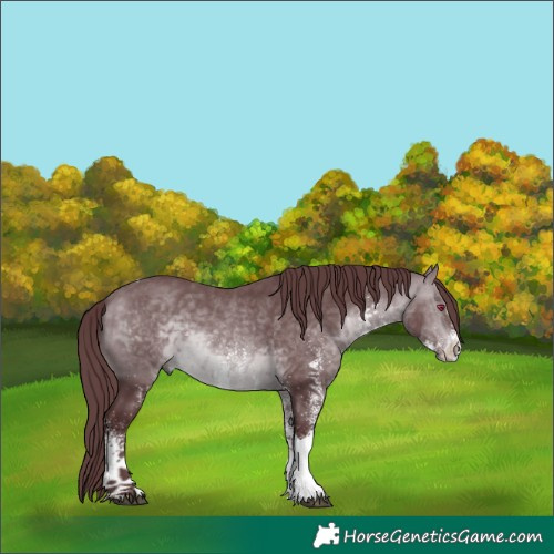 Horse Color:White Spotted Chocolate Brown Chinchilla Tobiano