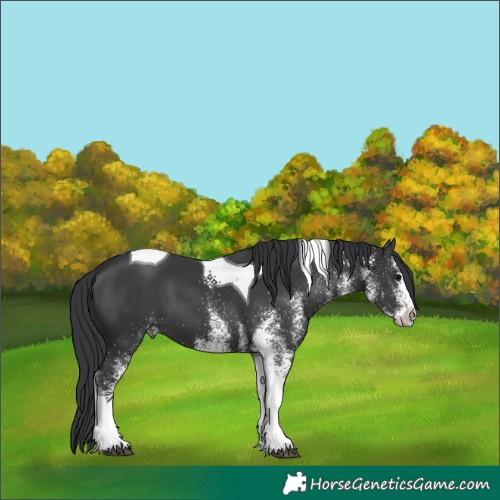 Horse Color:White Spotted Black Tobiano 