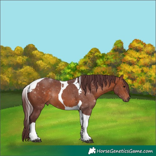 Horse Color:Chocolate Brown Tobiano