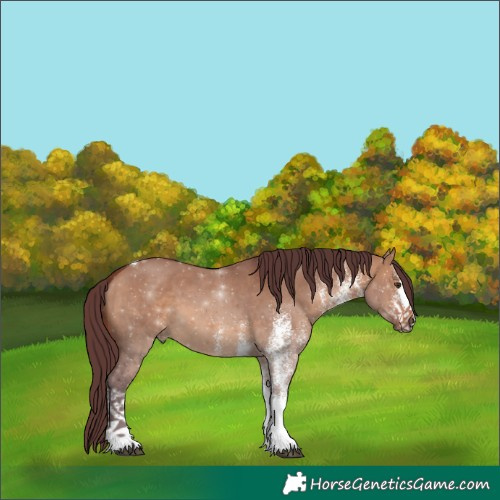 Horse Color:White Spotted Chocolate Brown Dun Tobiano