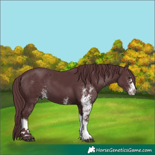 Horse Color:White Spotted Chocolate Black Chinchilla Tobiano