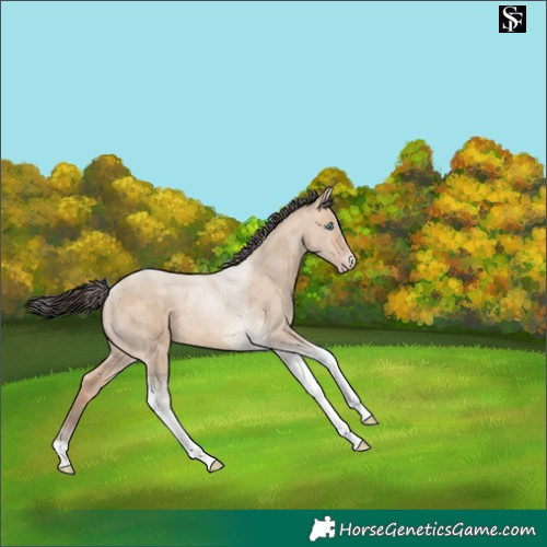 Horse Color:Amber Champagne Dun Merle Tobiano