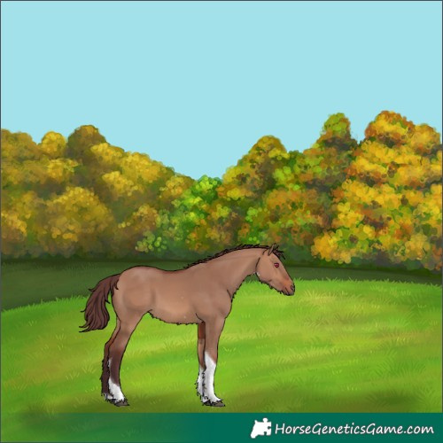 Horse Color:Chocolate Brown Dun Tobiano