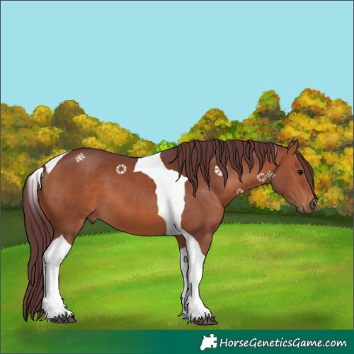 Horse Color:Chocolate Brown Tobiano 