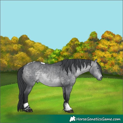Horse Color:Brown Chinchilla Tobiano