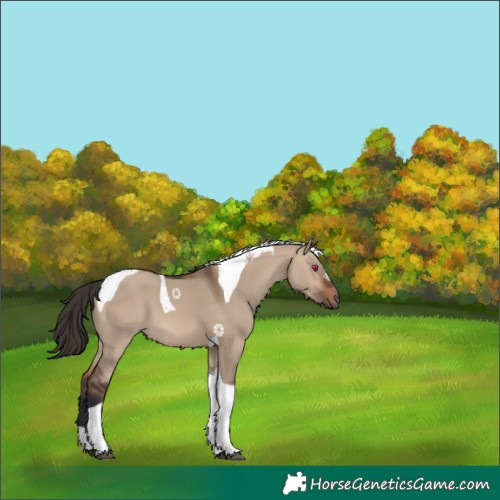Horse Color:Brown Dun Tobiano 