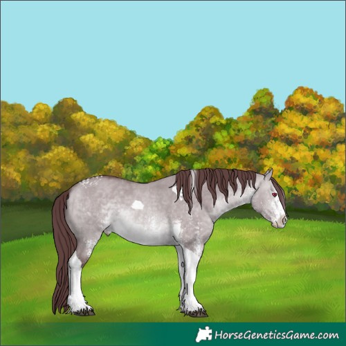 Horse Color:White Spotted Chocolate Brown Chinchilla Dun Tobiano