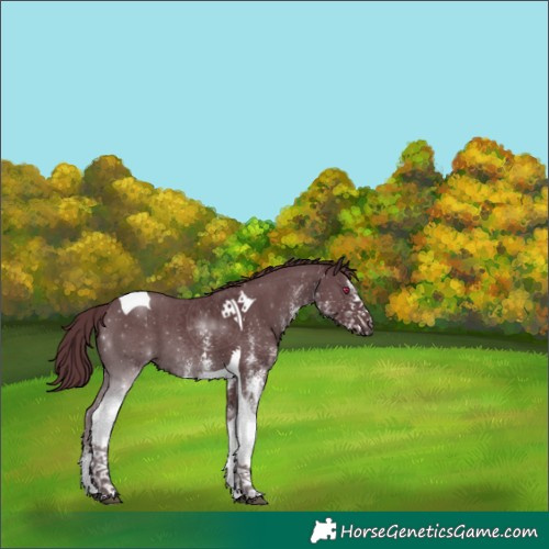 Horse Color:White Spotted Chocolate Black Chinchilla Tobiano