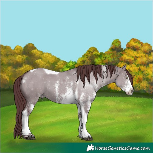 Horse Color:White Spotted Chocolate Grullo Chinchilla Tobiano