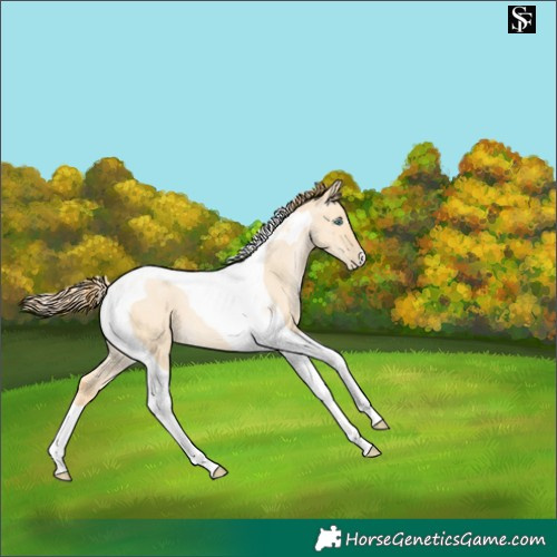 Horse Color:Buckskin Pearl Dun Tobiano